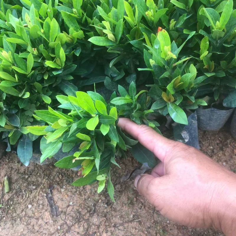 3斤袋小叶龙船花