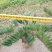 2605苗圃供应墨西哥铁树40-80cm