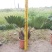 2605苗圃供应墨西哥铁树40-80cm