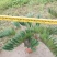 2605苗圃供应墨西哥铁树40-80cm