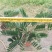 2605苗圃供应墨西哥铁树40-80cm