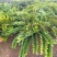 2605苗圃供应墨西哥铁树40-80cm