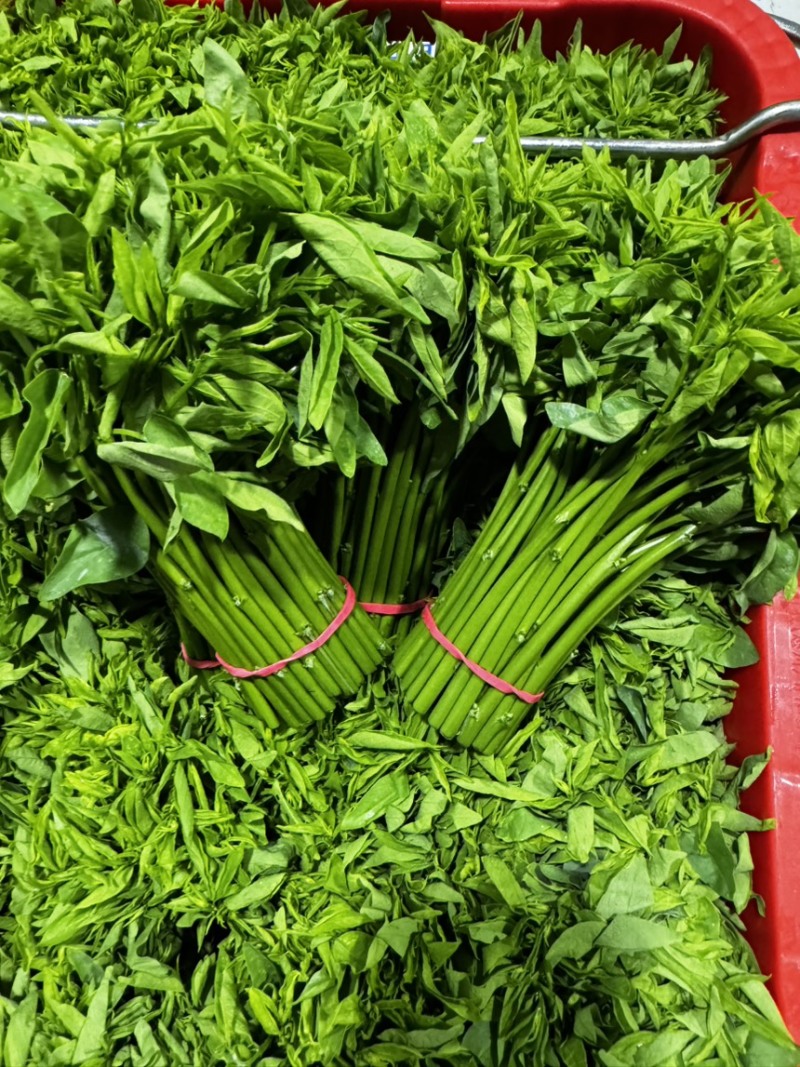 广州基地树仔菜