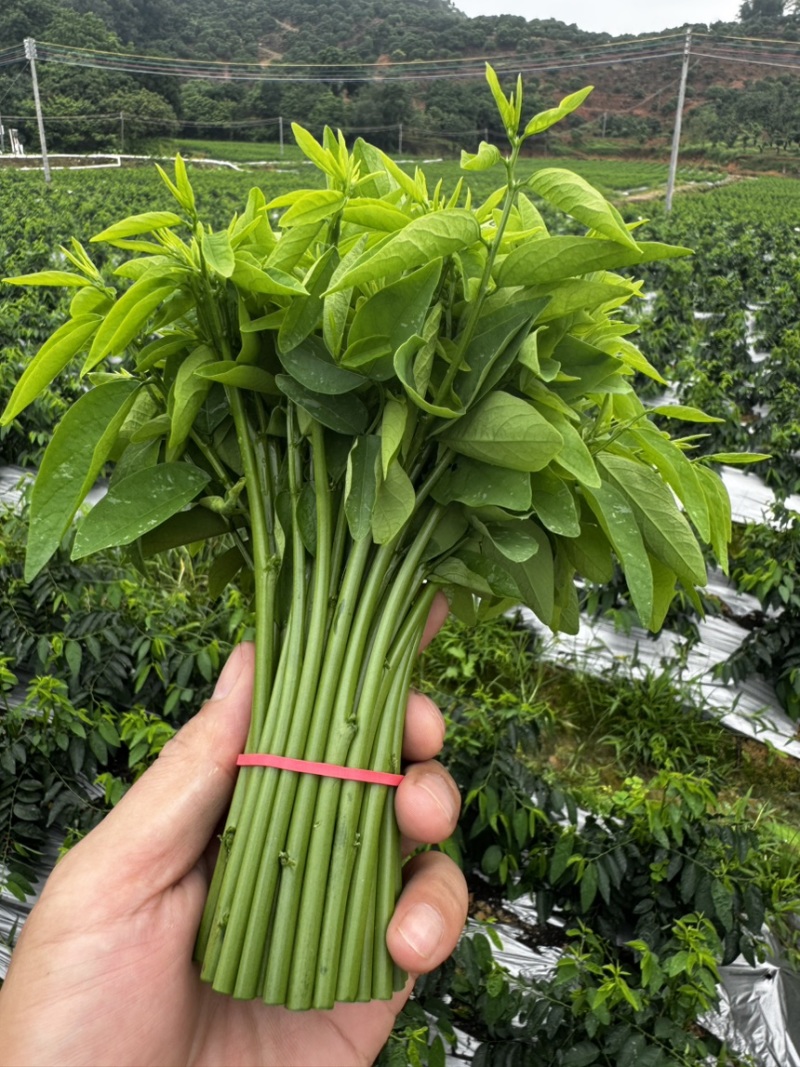 广州基地树仔菜