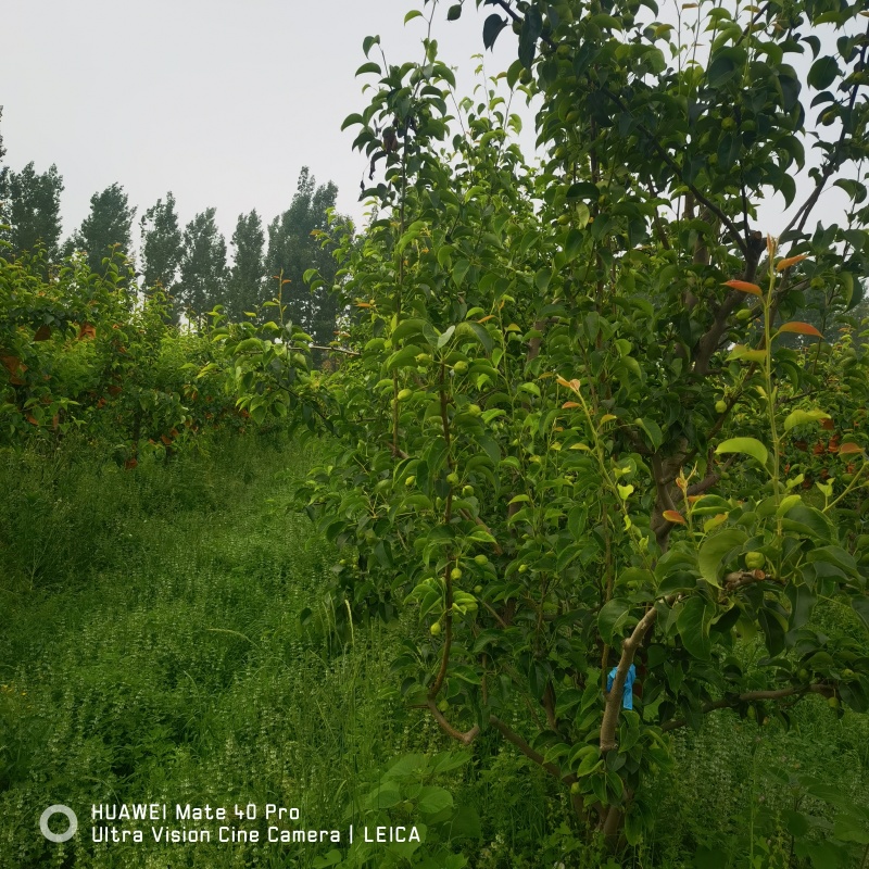 红香酥梨