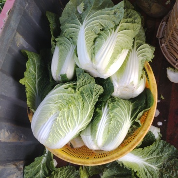 【精品】云南大白菜黄心白菜产地直发欢迎来电咨询