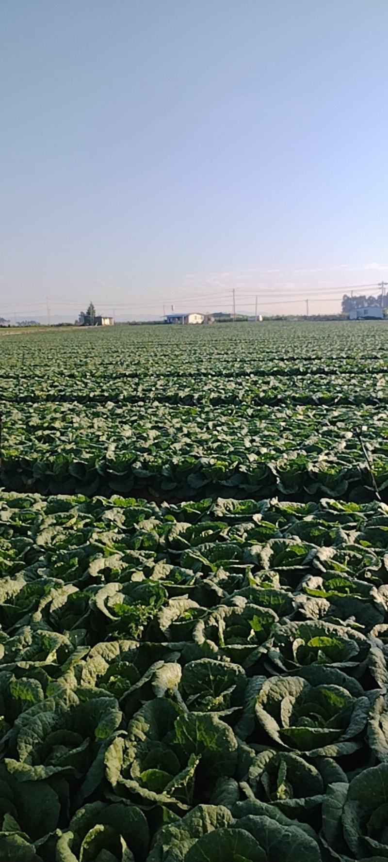 【精品】云南大白菜黄心白菜产地直发欢迎来电咨询