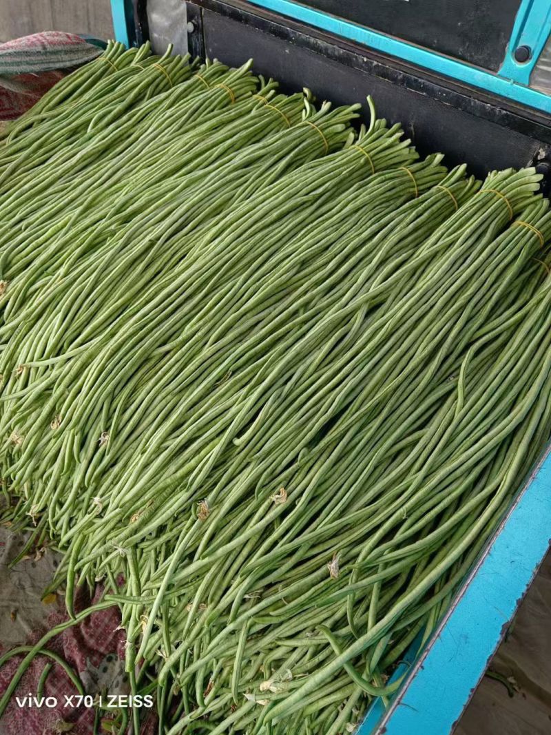青条豆角精品豆角长豆角缸豆