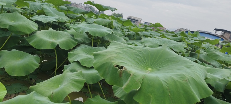 新鲜莲藕上市，清甜爽口，凉拌，清炒好料