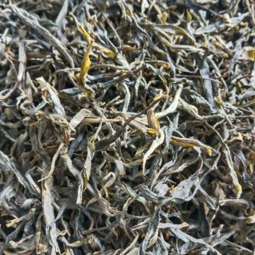 云南凤庆，放荒古树生普，纯手工制作欢迎随时咨询！
