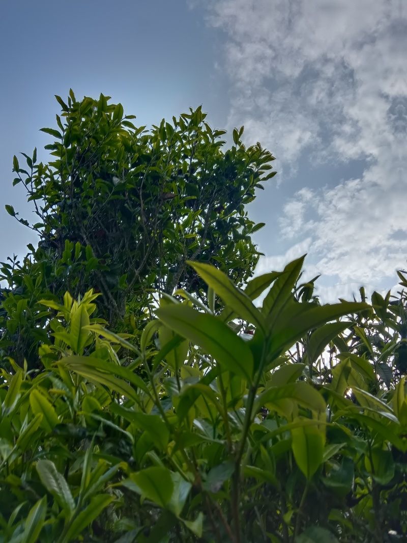 云南凤庆，放荒古树生普，纯手工制作欢迎随时咨询！