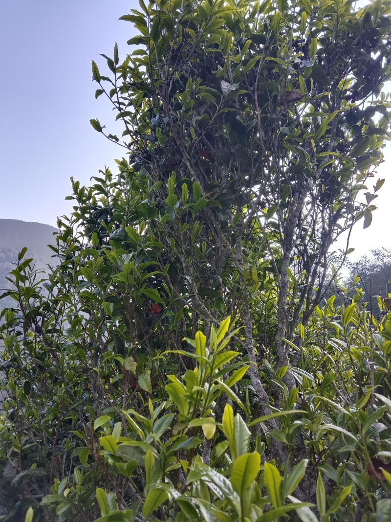 云南凤庆，放荒古树生普，纯手工制作欢迎随时咨询！