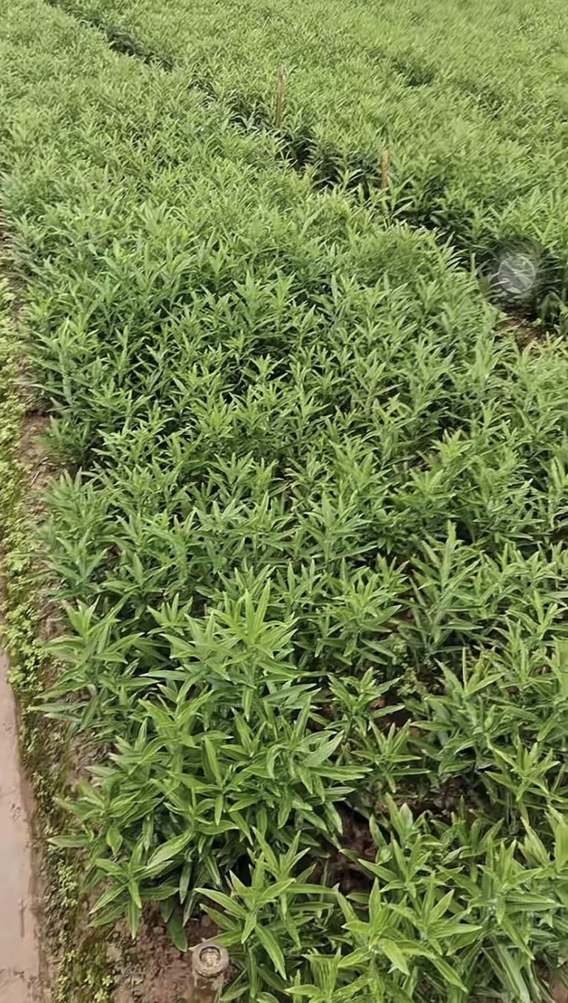 龙牙百合种，种植户无差价，价格可面谈