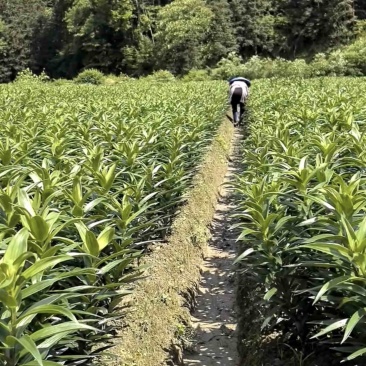 龙牙百合种，种植户无差价，价格可面谈
