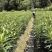 龙牙百合种，种植户无差价，价格可面谈