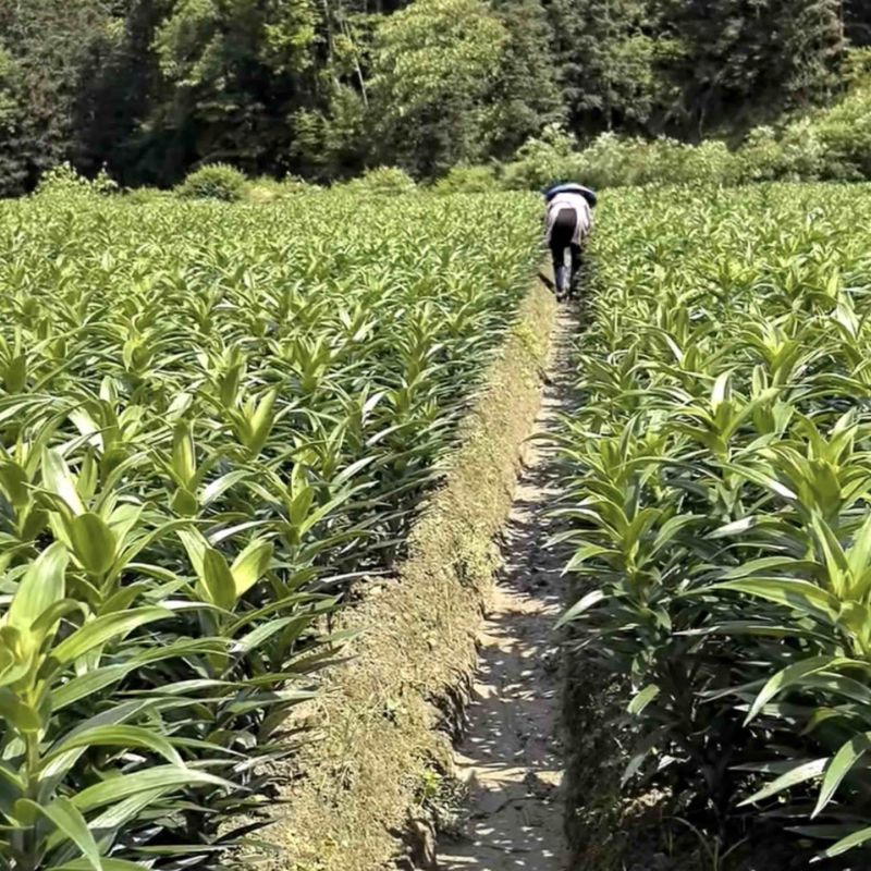 龙牙百合种，种植户无差价，价格可面谈