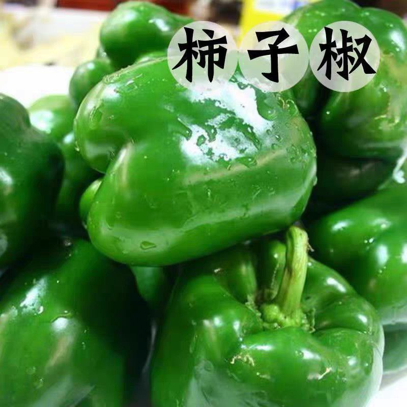 中国蔬菜**县莘县圆椒，源头直发，欢迎各位老板订购