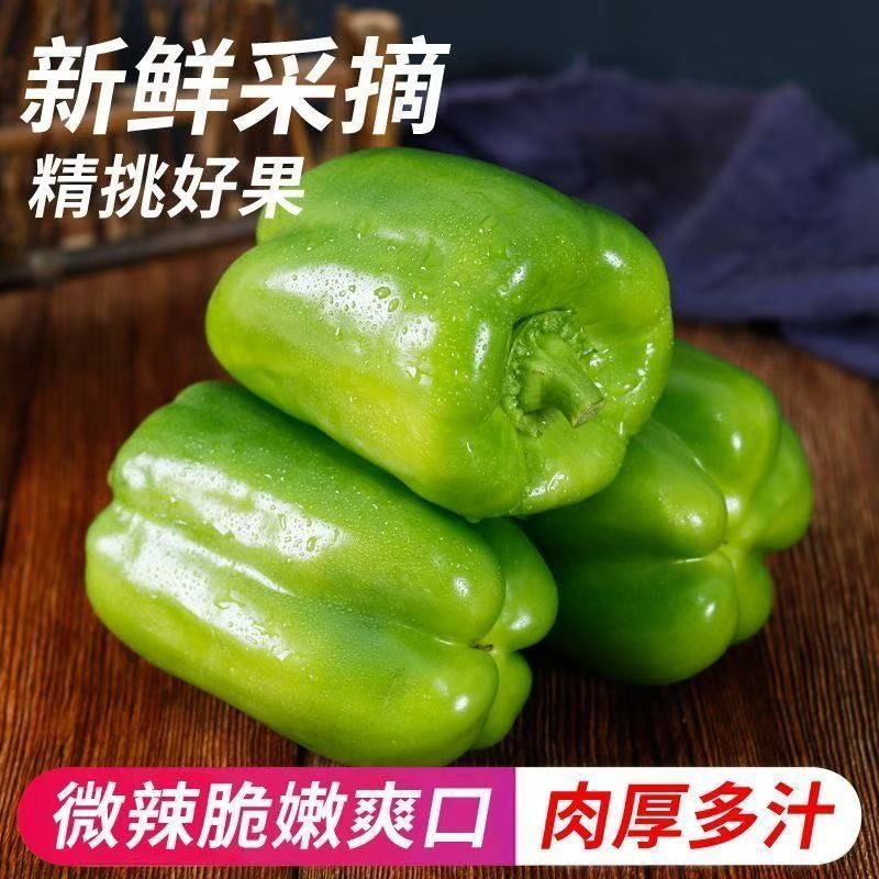 中国蔬菜**县莘县圆椒，源头直发，欢迎各位老板订购