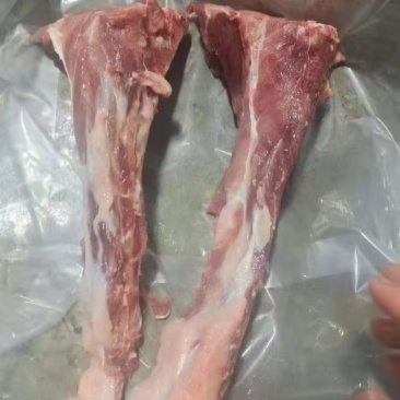 母猪尾骨
