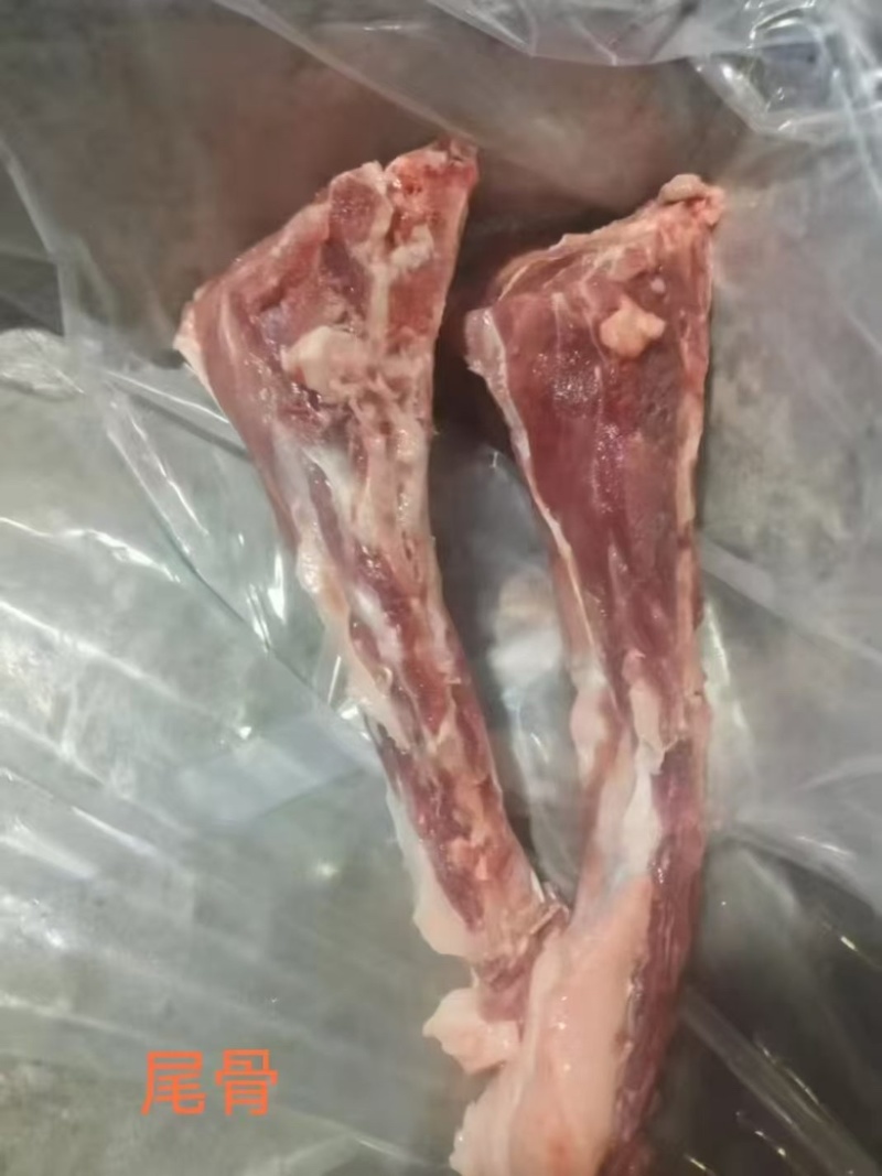 母猪尾骨