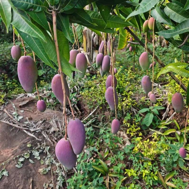 红贵妃芒果红金龙芒果上市了有需要可以随时呼唤我对接各种渠
