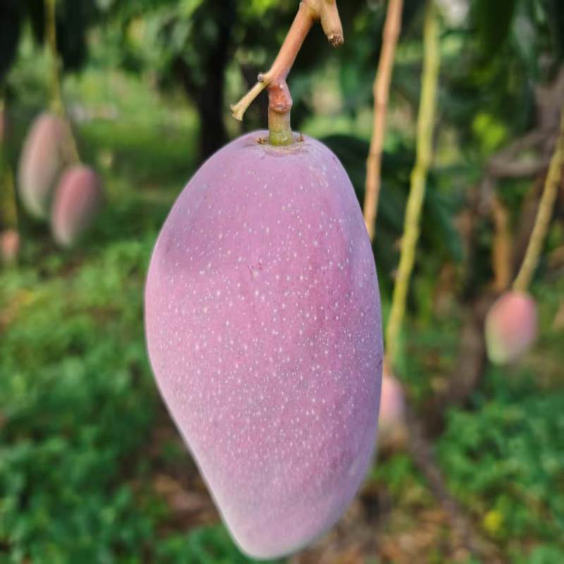 红贵妃芒果红金龙芒果上市了有需要可以随时呼唤我对接各种渠