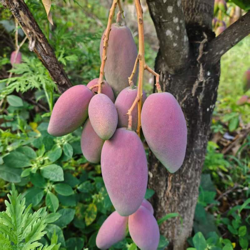 红贵妃芒果红金龙芒果上市了有需要可以随时呼唤我对接各种渠