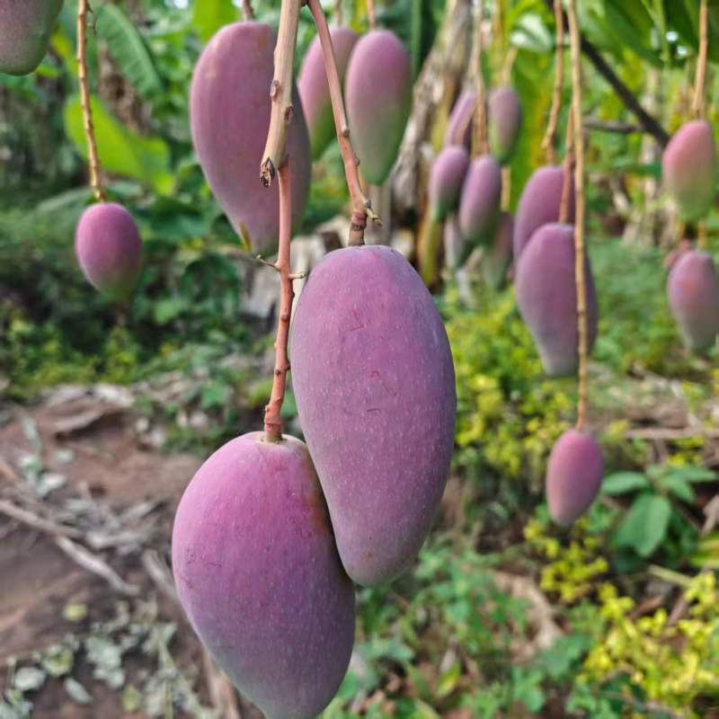 红贵妃芒果红金龙芒果上市了有需要可以随时呼唤我对接各种渠