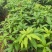 大量出售台农芒果苗