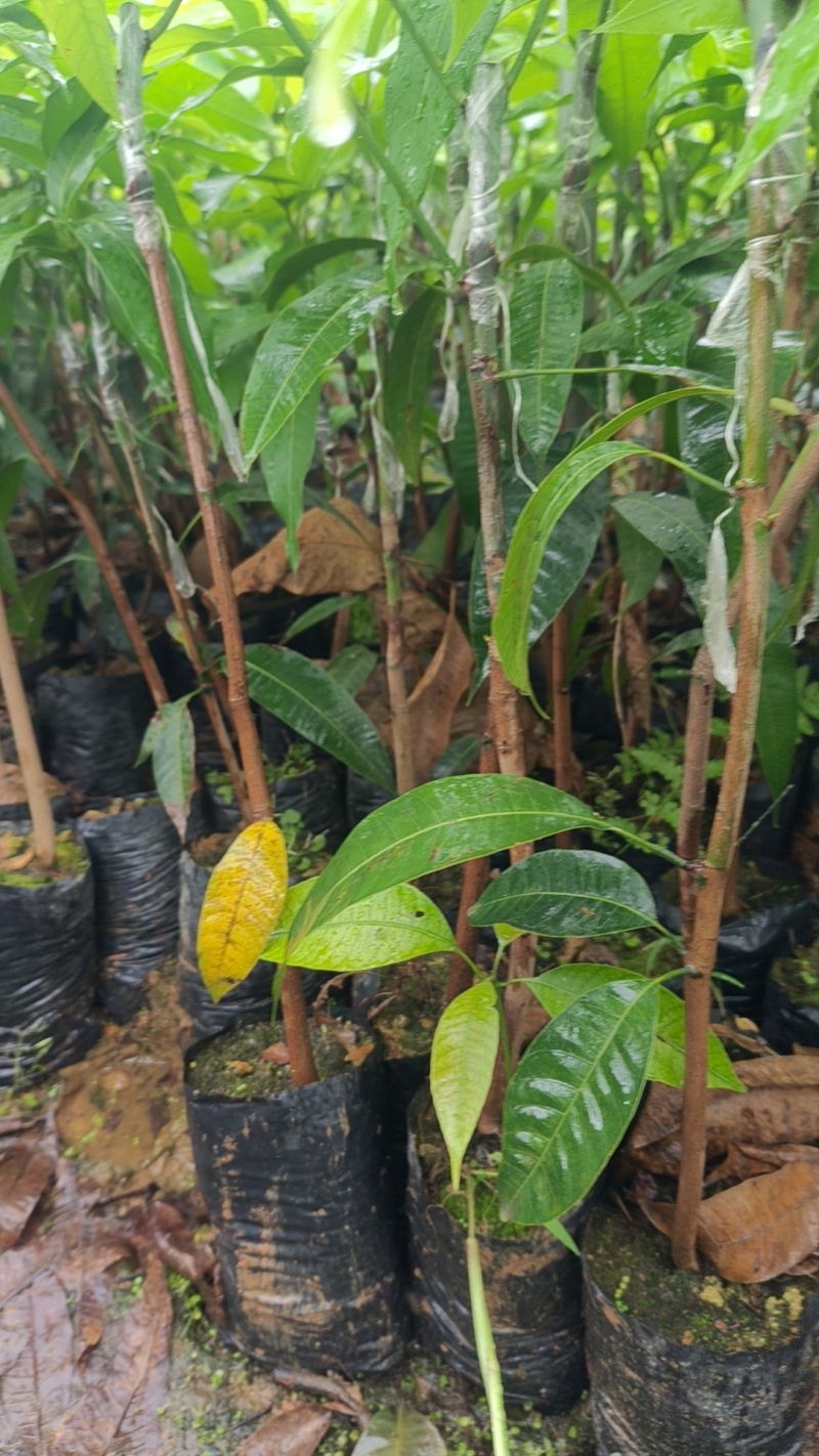 大量出售台农芒果苗