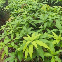 大量出售台农芒果苗