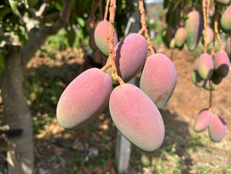 红贵妃芒果红金龙芒果上市了有需要可以随时呼唤我对接各种渠