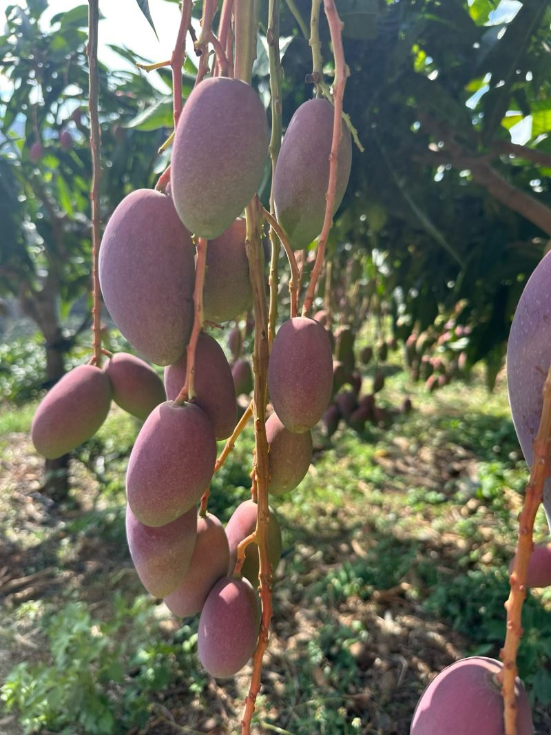 红贵妃芒果红金龙芒果上市了有需要可以随时呼唤我对接各种渠