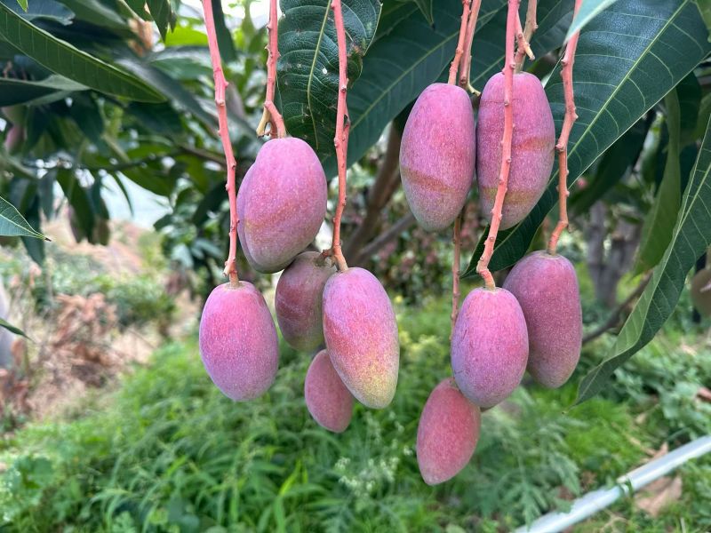 红贵妃芒果红金龙芒果上市了有需要可以随时呼唤我对接各种渠