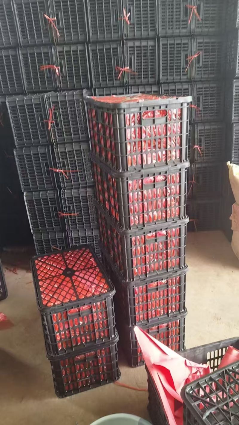 云南硬粉西红柿对接全国量大从优价格美丽整车有货欢迎询价