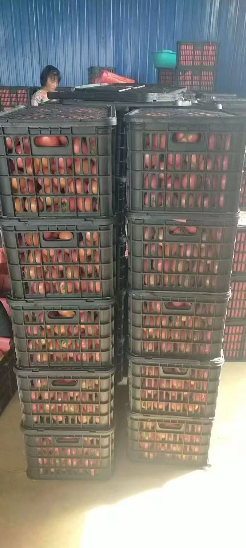 云南硬粉西红柿对接全国量大从优价格美丽整车有货欢迎询价
