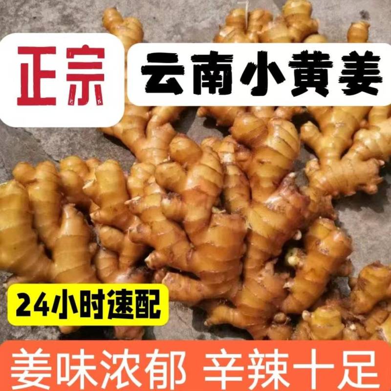 四川窖藏小黄姜【常年供应/电商，市场，药厂，加工厂】