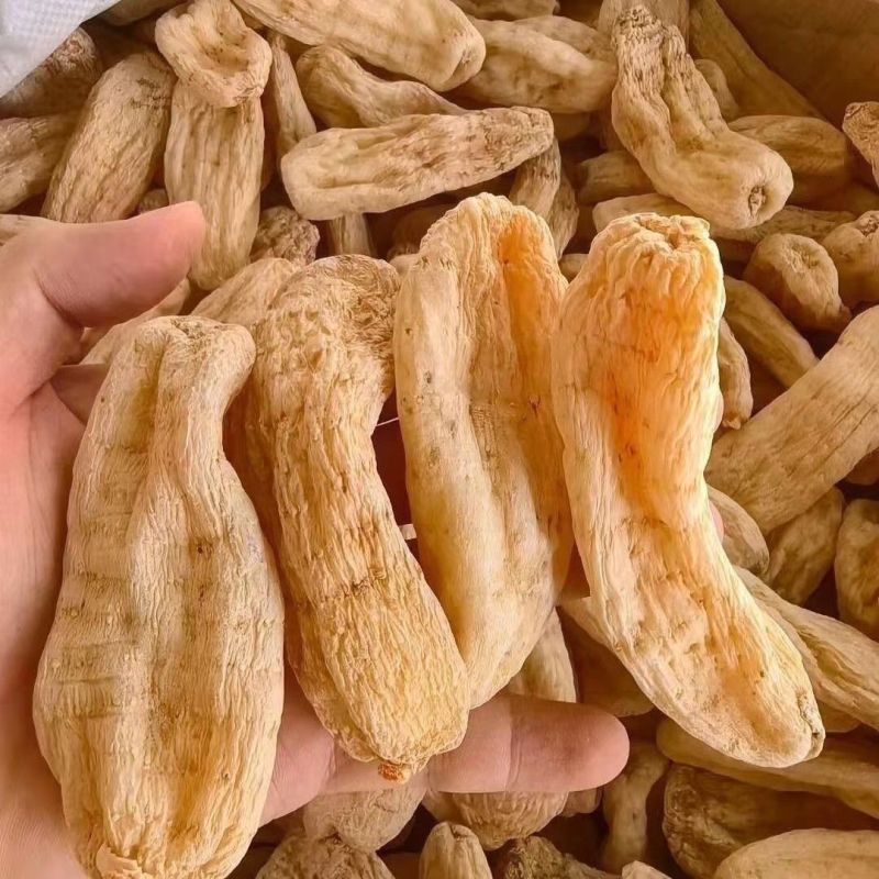 云南昭通草坝野生天麻特级***新鲜天麻野生***