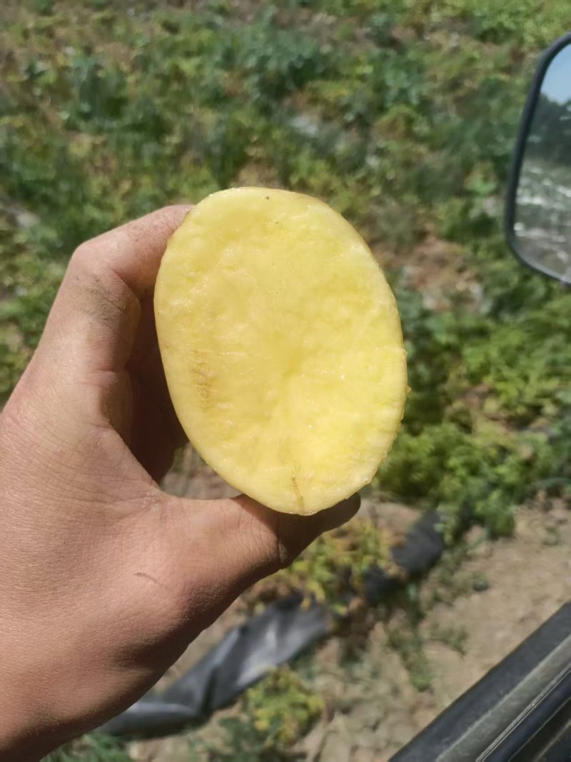 江西徐州黄心土豆大量供应产地直发量大从优，欢迎来电
