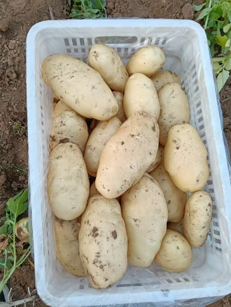 江西徐州黄心土豆大量供应产地直发量大从优，欢迎来电
