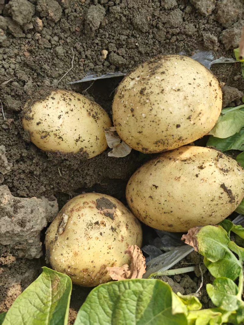 江西徐州黄心土豆大量供应产地直发量大从优，欢迎来电