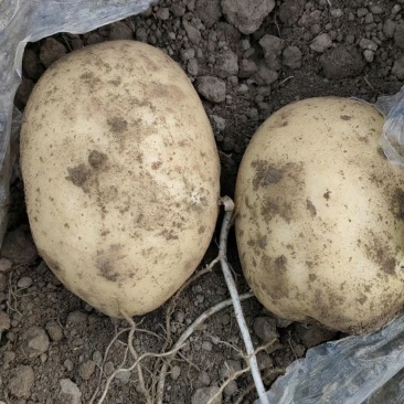 沃土5号土豆大量上市产地直发量大从优欢迎来电