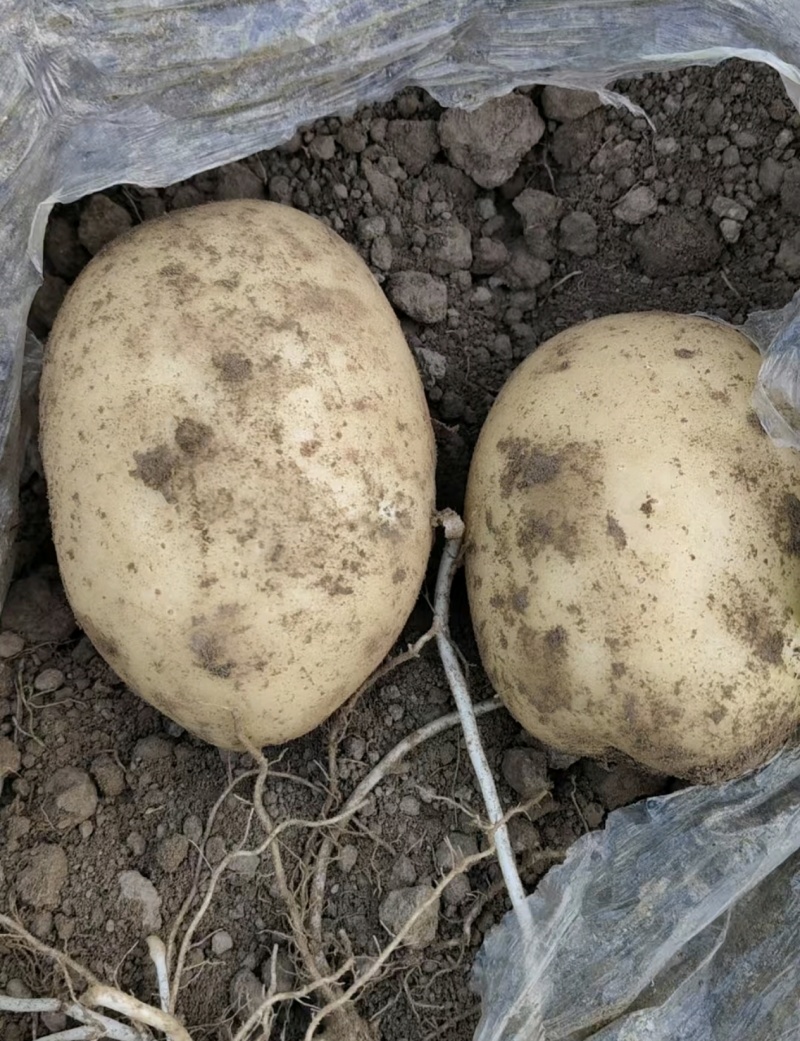 沃土5号土豆大量上市产地直发量大从优欢迎来电