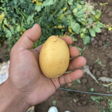 精品电商黄心土豆新鲜现挖产地一手货源，质量保障量大可优