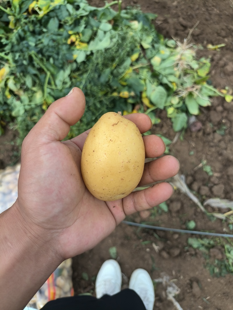 精品电商黄心土豆新鲜现挖产地一手货源，质量保障量大可优