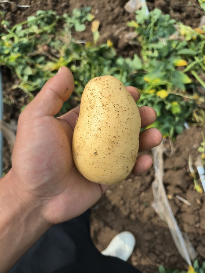 精品电商黄心土豆新鲜现挖产地一手货源，质量保障量大可优