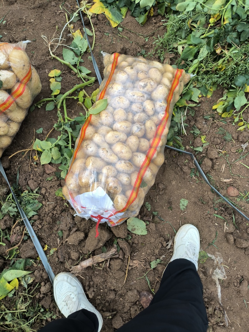 精品电商黄心土豆新鲜现挖产地一手货源，质量保障量大可优