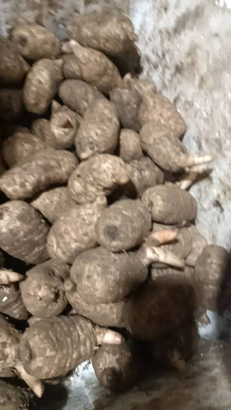 小草坝乌天麻