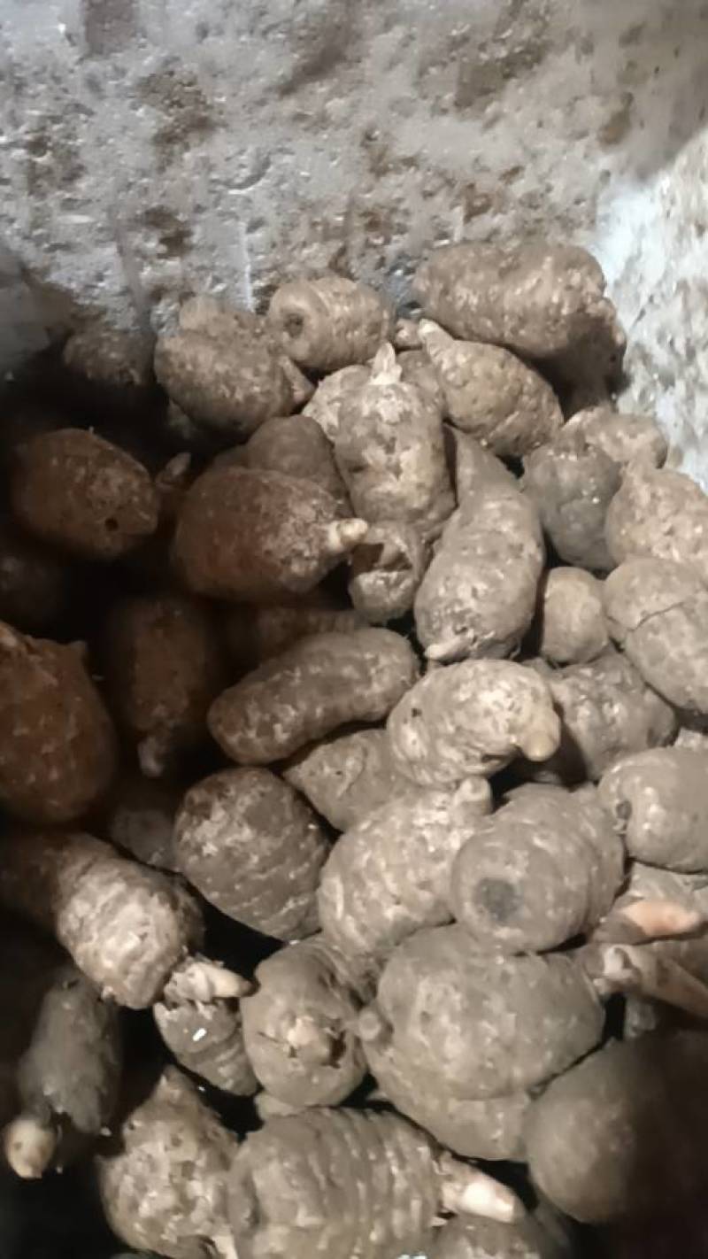 小草坝乌天麻