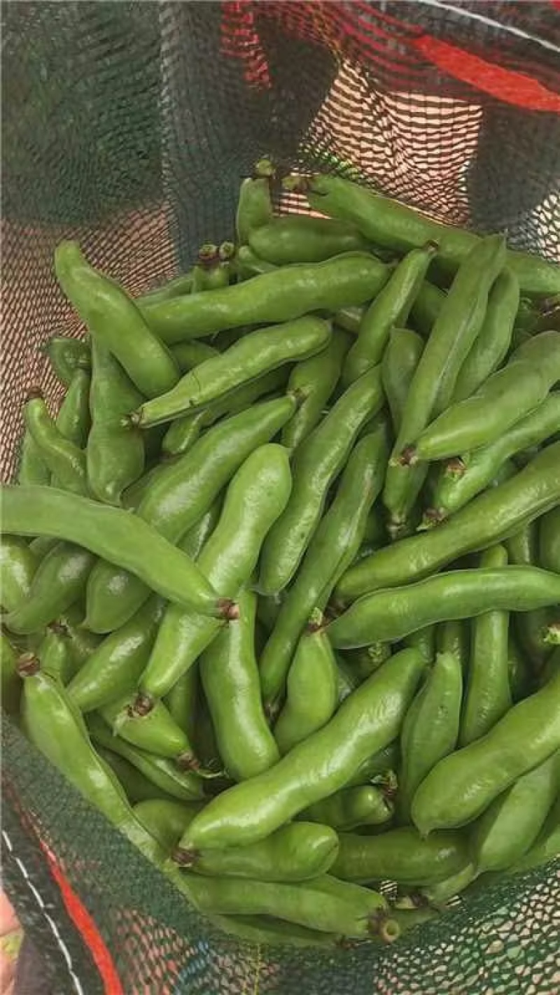 精品蚕豆/江苏盐城大丰区基地供货/对接全国采购商